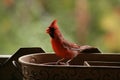 Brilliant Colourful cardinal to love Royalty Free Stock Photo